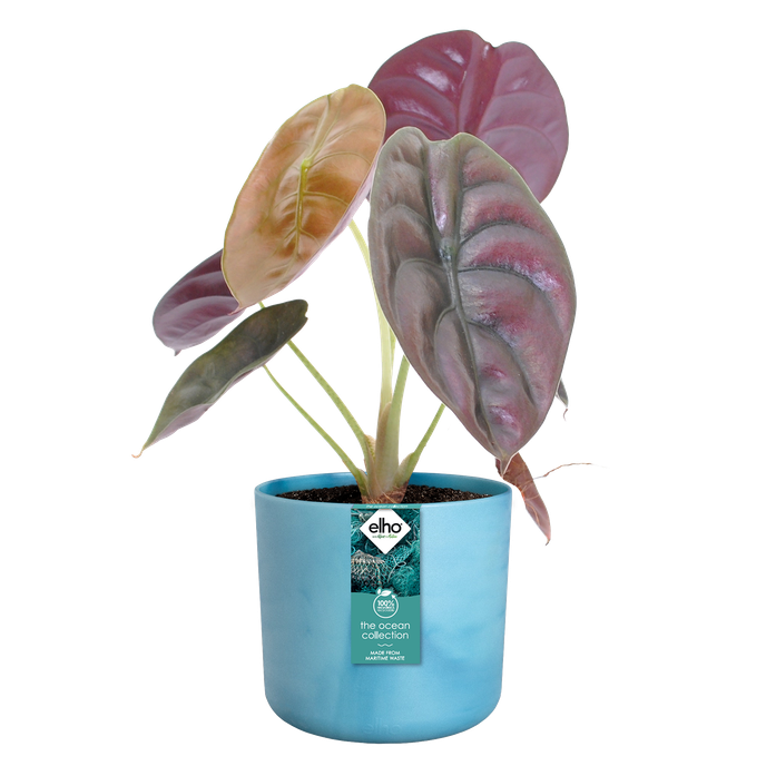 the ocean collection round 16cm atlantisch blauw